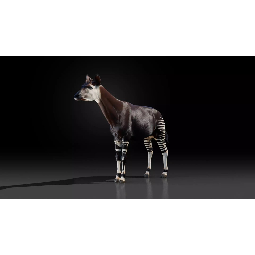 Okapi 3D Model – Low Poly Animated Rigged Game Asset, FBX - View 17