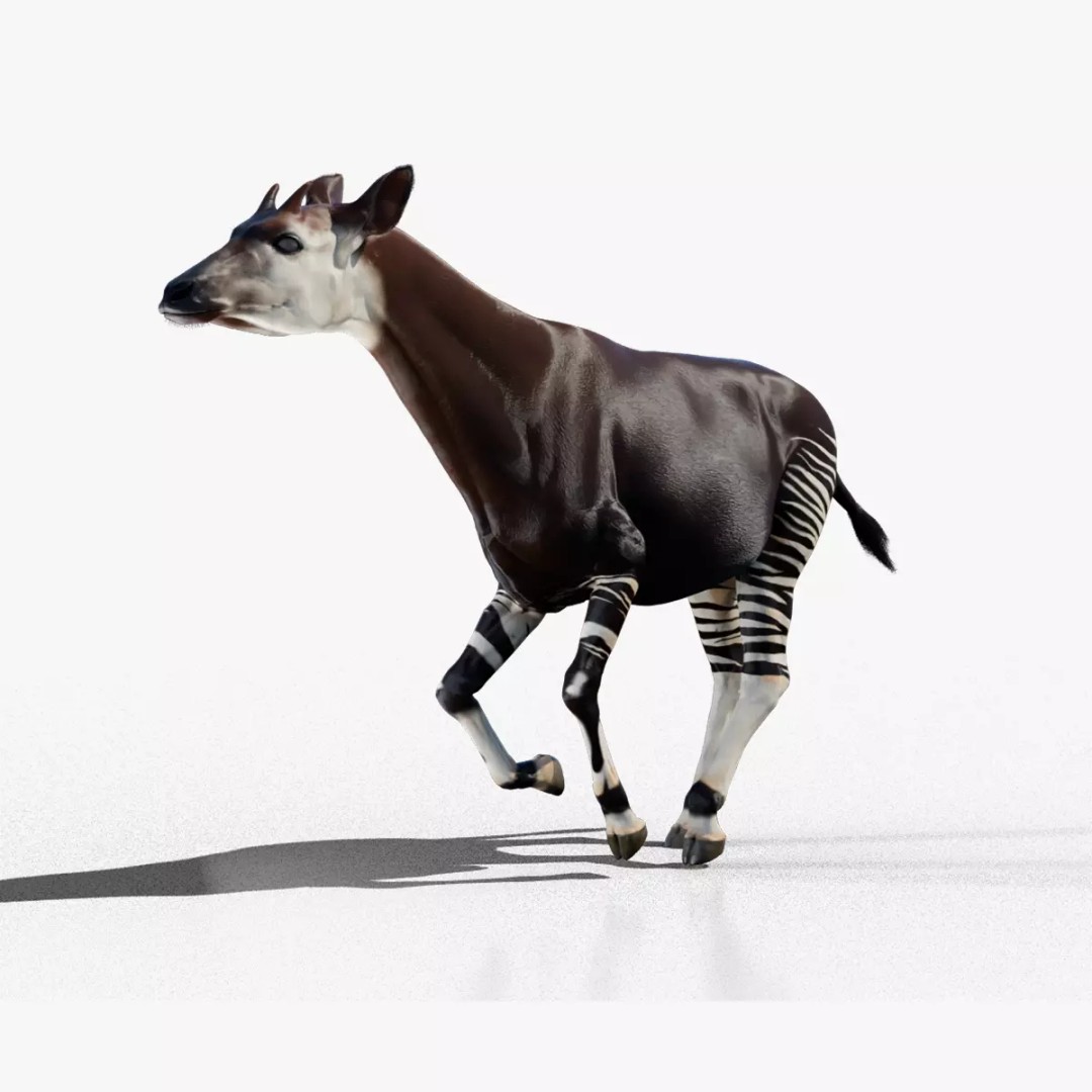 Okapi 3D Model – Low Poly Animated Rigged Game Asset, FBX - View 2