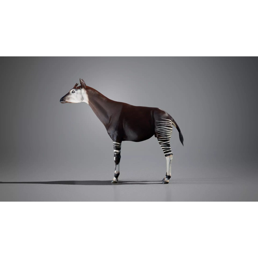 Okapi 3D Model – Low Poly Animated Rigged Game Asset, FBX - View 5
