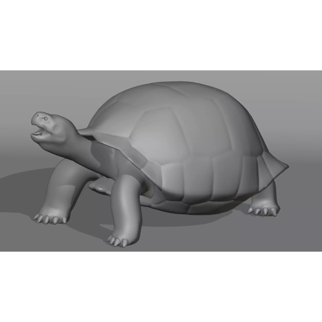 Realistic Galapagos Tortoise 3D Model – Low Poly Animated Rigged Asset, FBX