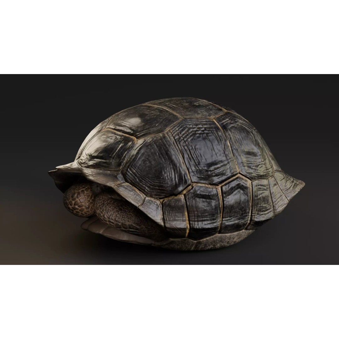 Realistic Galapagos Tortoise 3D Model – Low Poly Animated Rigged Asset, FBX - View 10