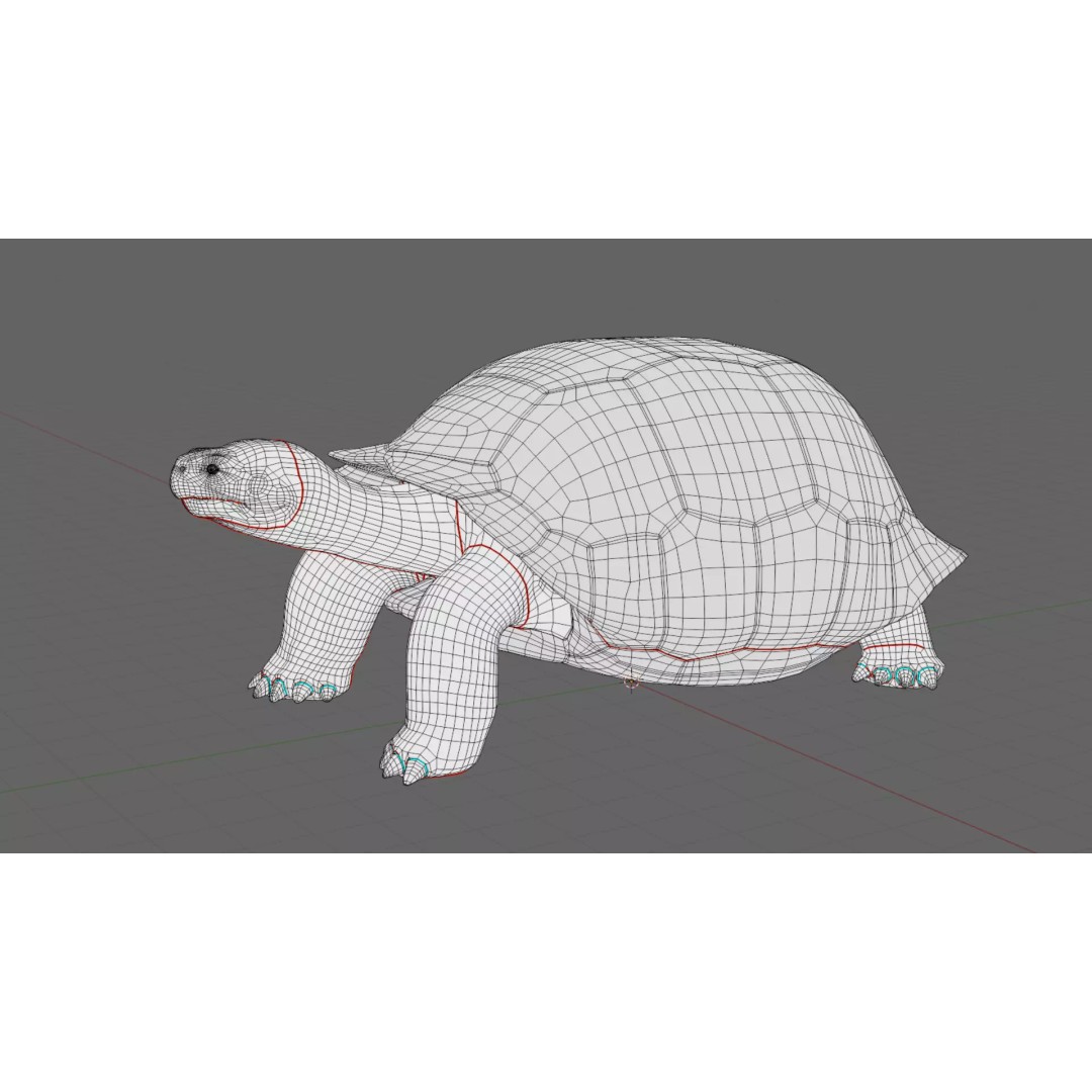 Realistic Galapagos Tortoise 3D Model – Low Poly Animated Rigged Asset, FBX - View 12