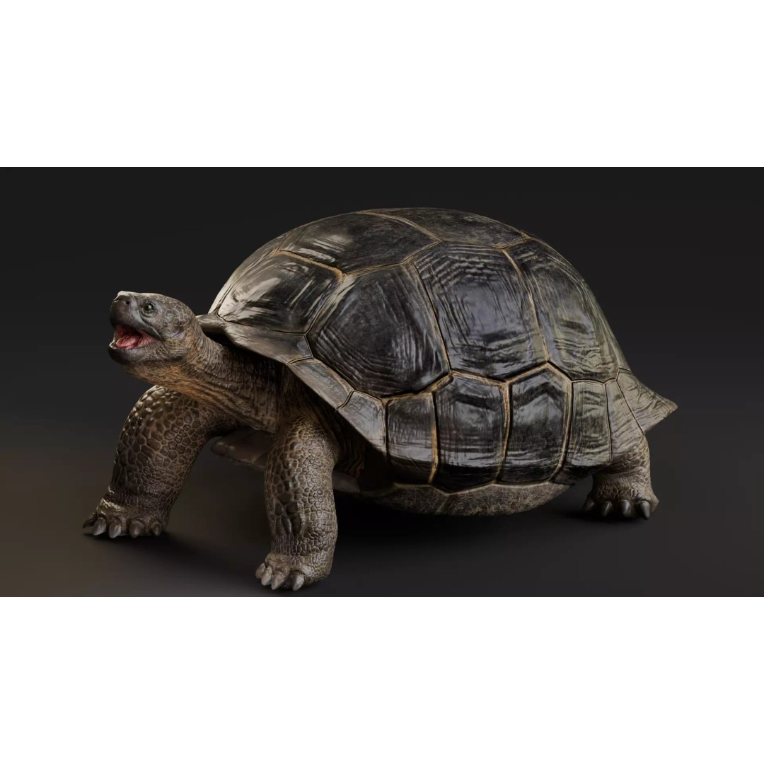 Realistic Galapagos Tortoise 3D Model – Low Poly Animated Rigged Asset, FBX - View 2