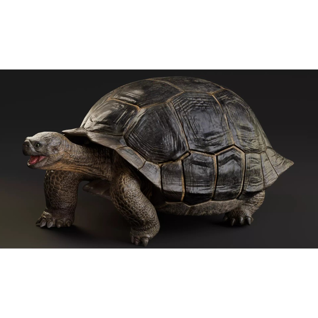 Realistic Galapagos Tortoise 3D Model – Low Poly Animated Rigged Asset, FBX - View 3