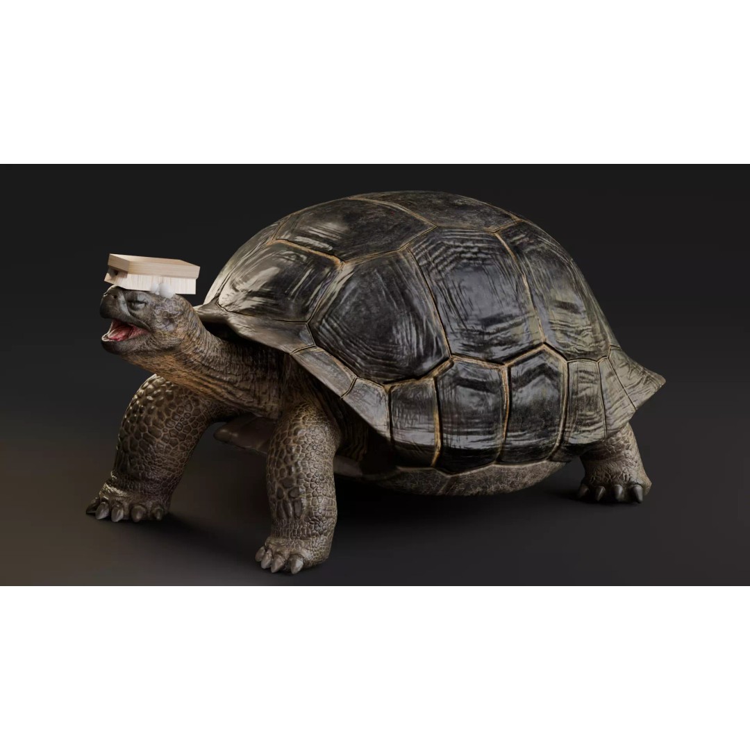 Realistic Galapagos Tortoise 3D Model – Low Poly Animated Rigged Asset, FBX - View 4