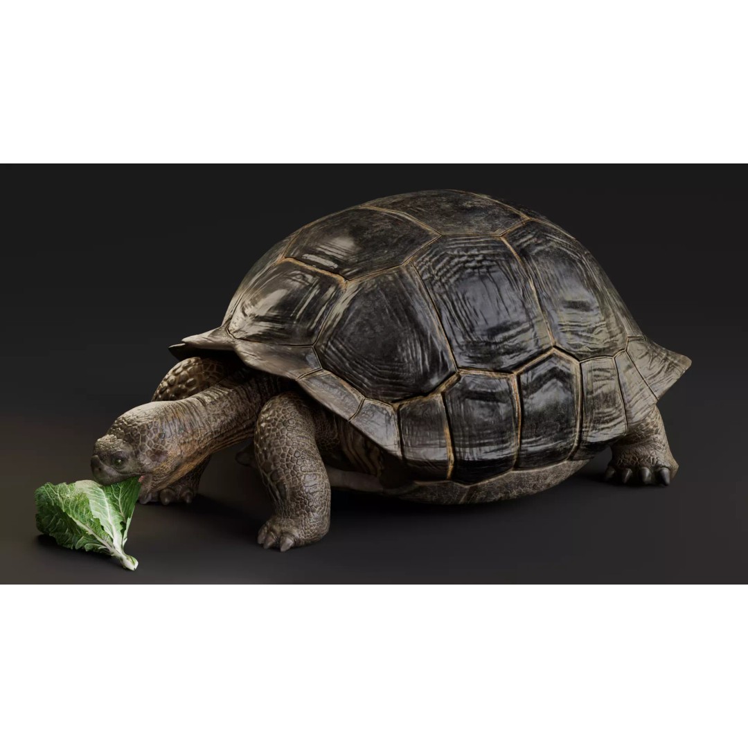 Realistic Galapagos Tortoise 3D Model – Low Poly Animated Rigged Asset, FBX - View 5