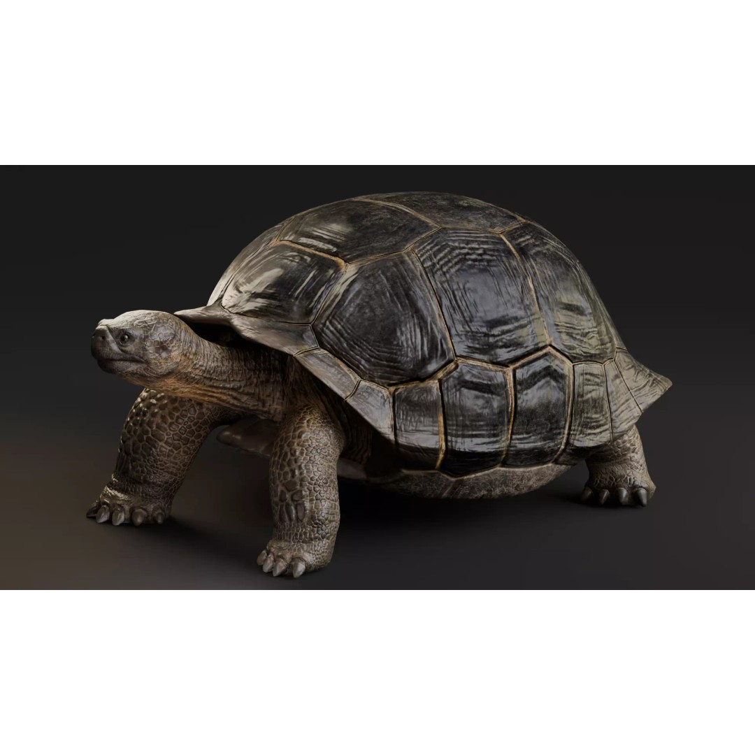 Realistic Galapagos Tortoise 3D Model – Low Poly Animated Rigged Asset, FBX - View 7