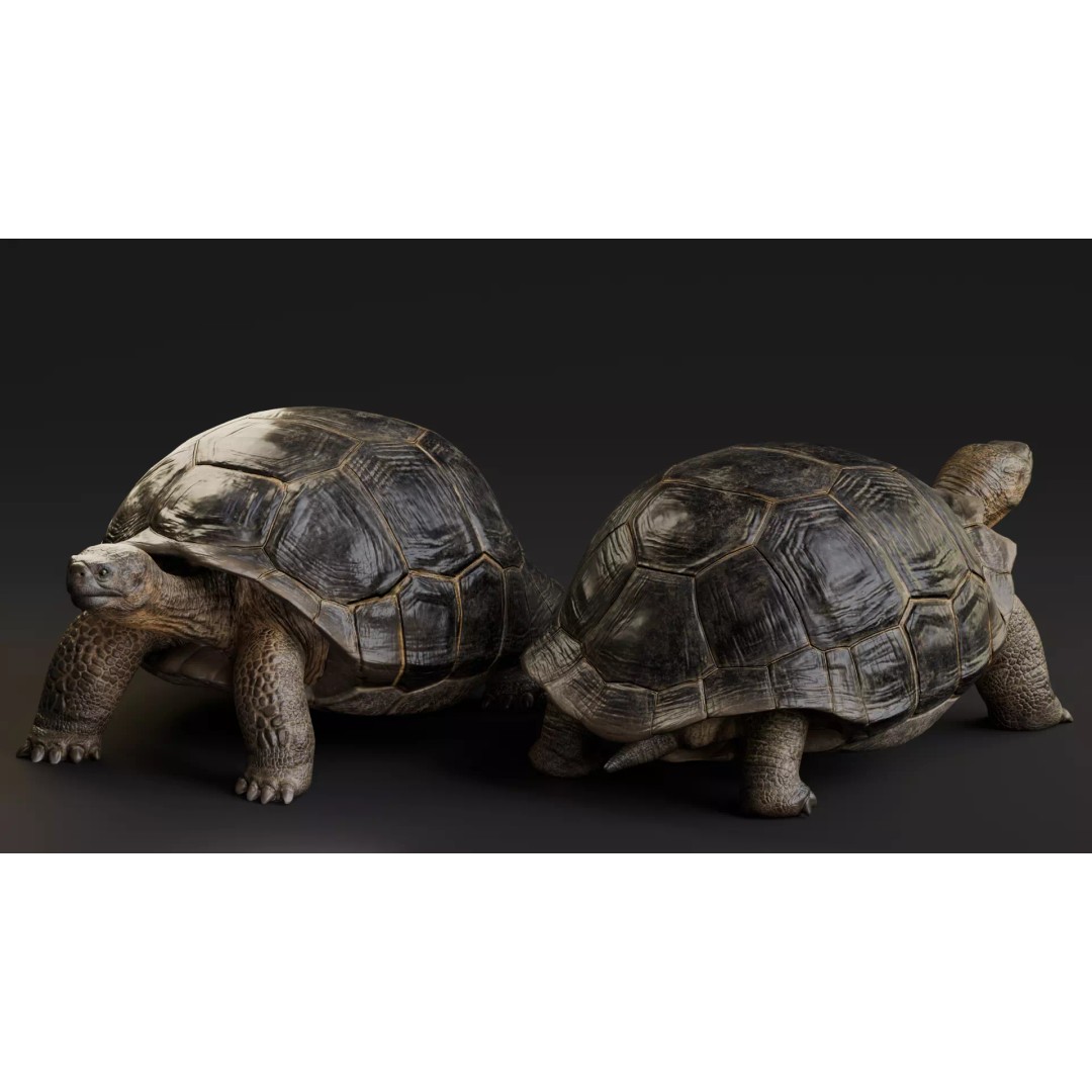 Realistic Galapagos Tortoise 3D Model – Low Poly Animated Rigged Asset, FBX - View 8