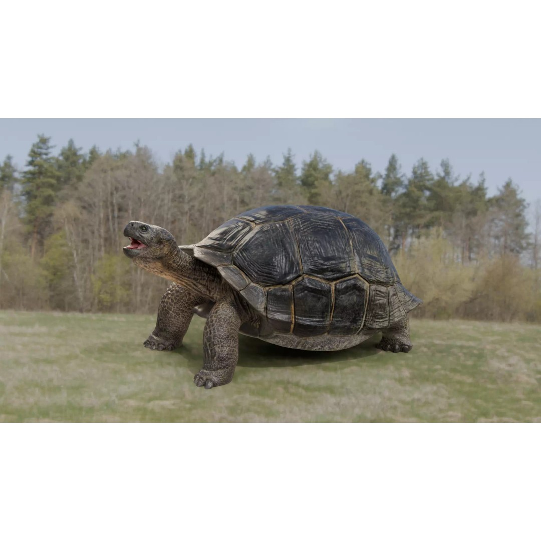 Realistic Galapagos Tortoise 3D Model – Low Poly Animated Rigged Asset, FBX - View 9