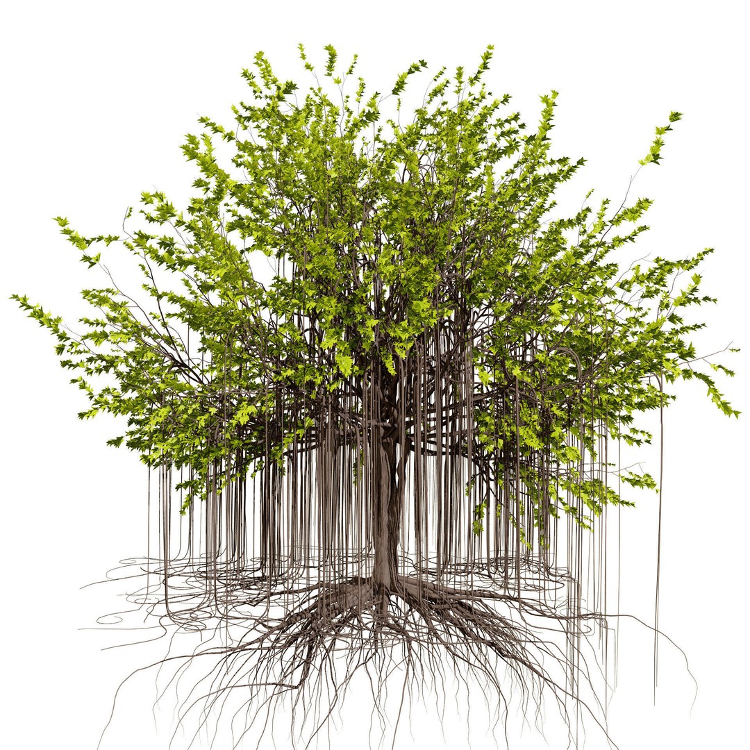 Ficus Carica 3D Model – Low Poly Game Asset, PBR Textures, FBX - View 10