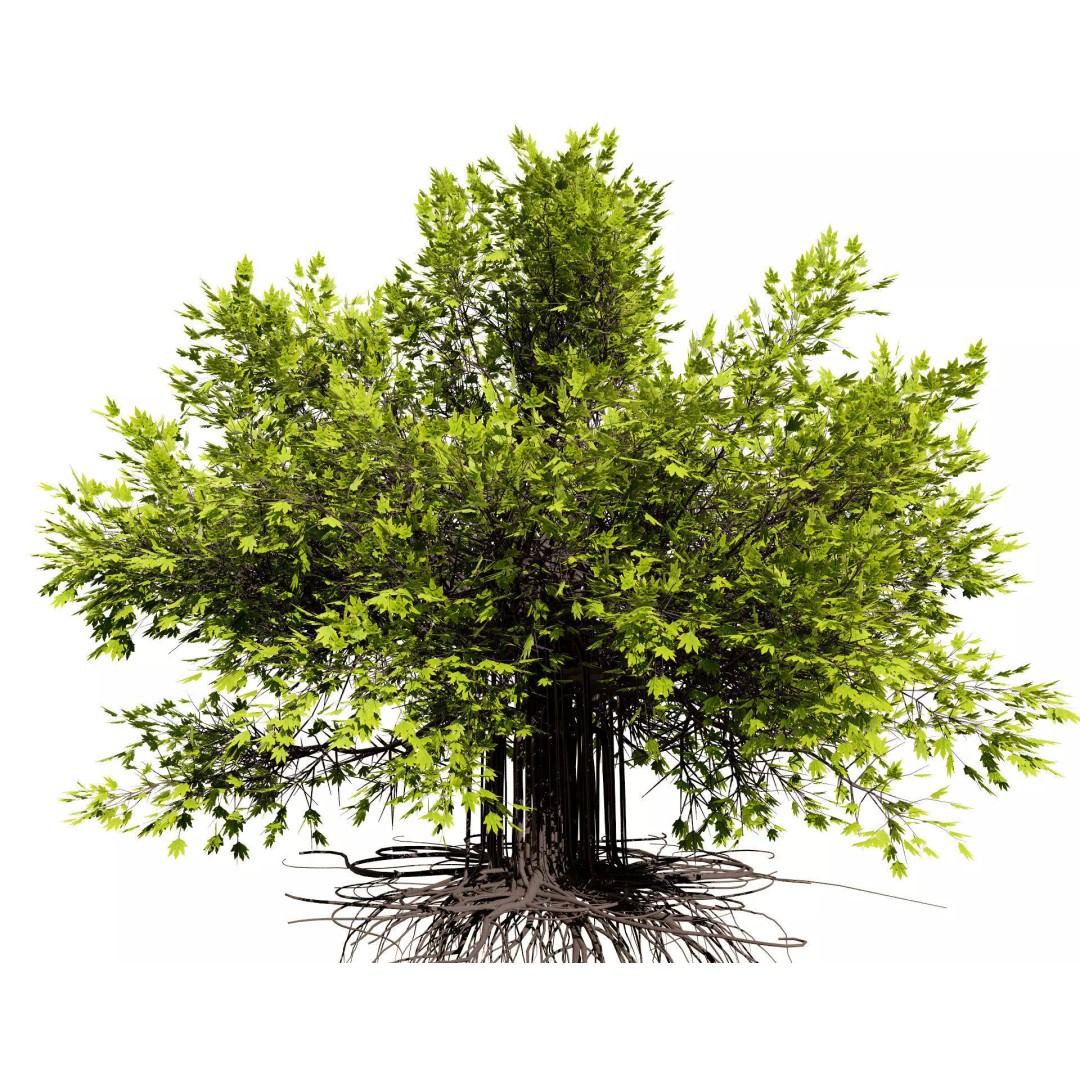 Ficus Carica 3D Model – Low Poly Game Asset, PBR Textures, FBX - View 2