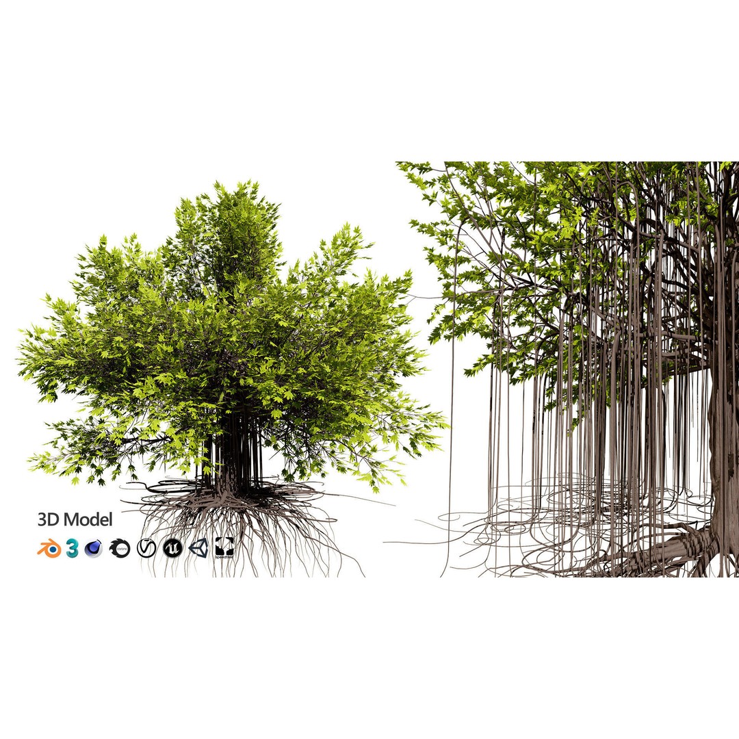 Ficus Carica 3D Model – Low Poly Game Asset, PBR Textures, FBX - View 3