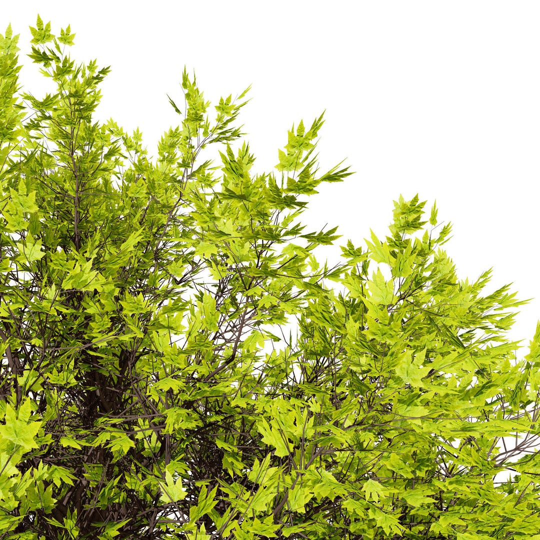 Ficus Carica 3D Model – Low Poly Game Asset, PBR Textures, FBX - View 7