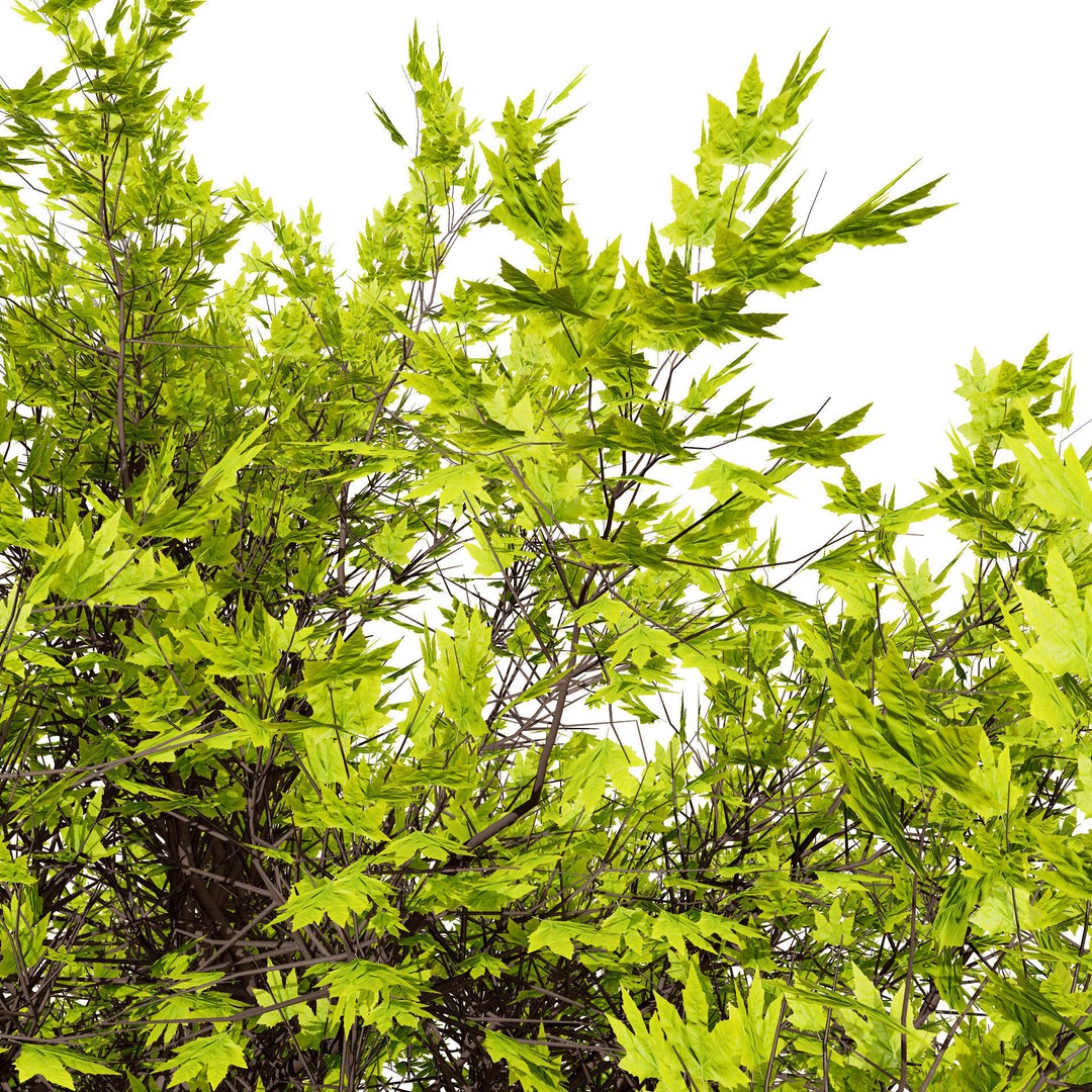 Ficus Carica 3D Model – Low Poly Game Asset, PBR Textures, FBX - View 8