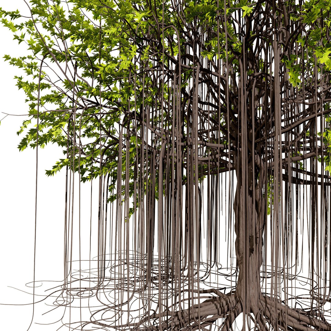 Ficus Carica 3D Model – Low Poly Game Asset, PBR Textures, FBX - View 9
