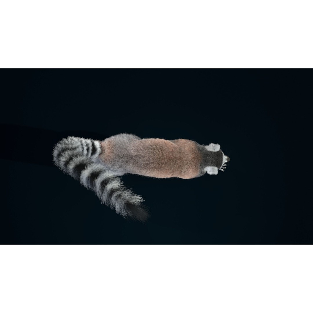 Ring Tailed Lemur 3D Model – Realistic Animated Rigged Character, Blender - View 10