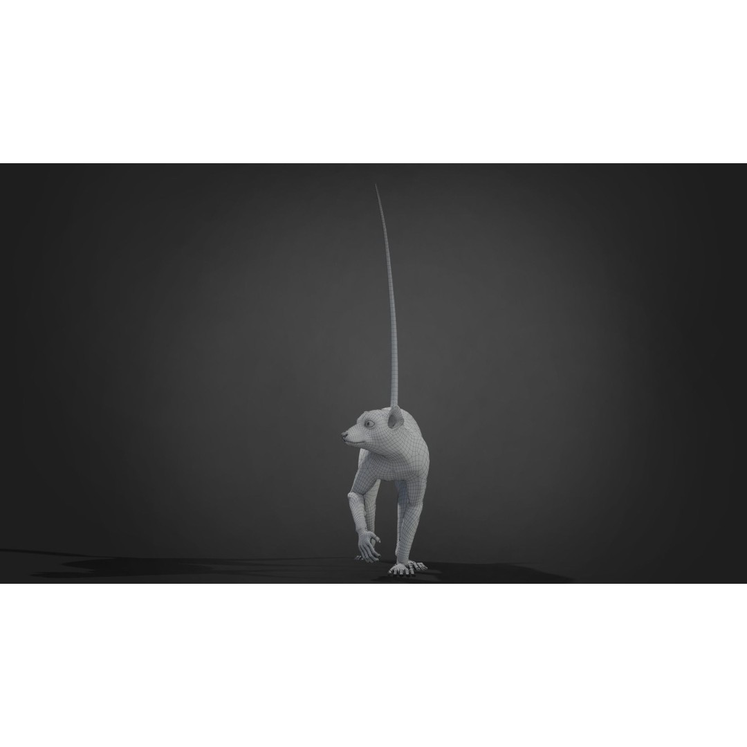 Ring Tailed Lemur 3D Model – Realistic Animated Rigged Character, Blender - View 13