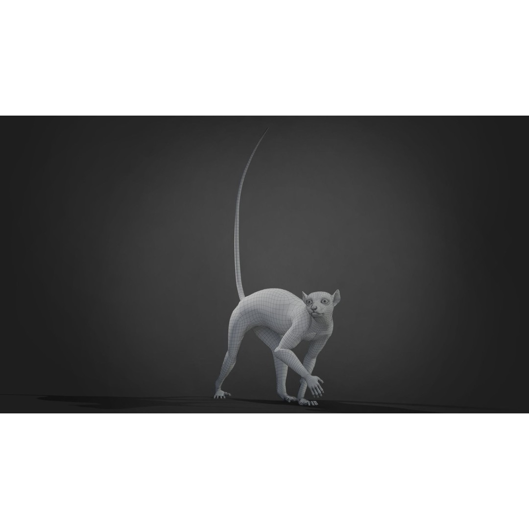 Ring Tailed Lemur 3D Model – Realistic Animated Rigged Character, Blender - View 14