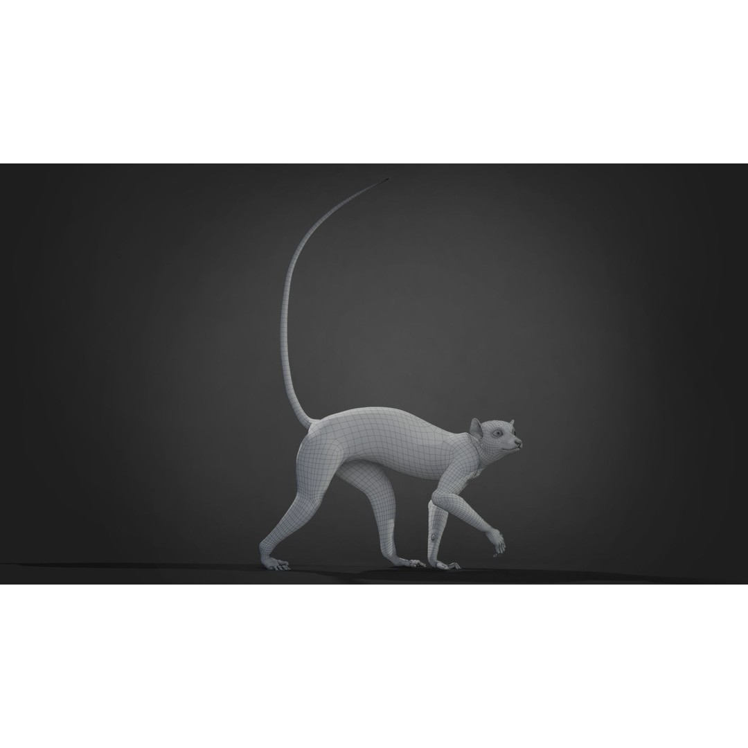Ring Tailed Lemur 3D Model – Realistic Animated Rigged Character, Blender - View 18