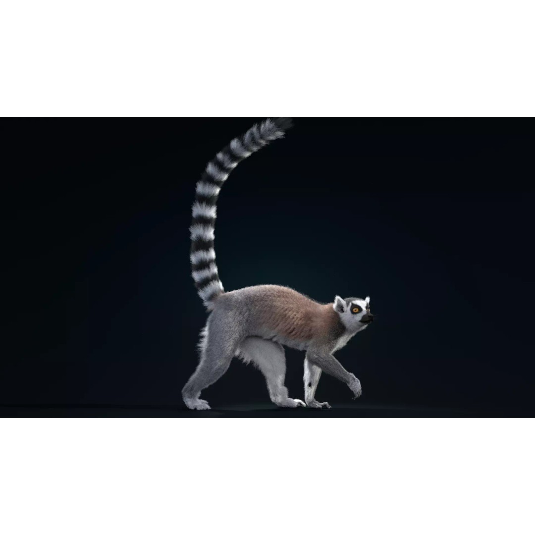 Ring Tailed Lemur 3D Model – Realistic Animated Rigged Character, Blender - View 2