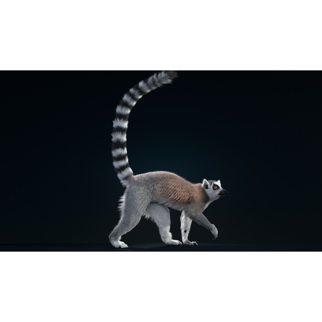Ring Tailed Lemur 3D Model – Realistic Animated Rigged Character, Blender - View 3