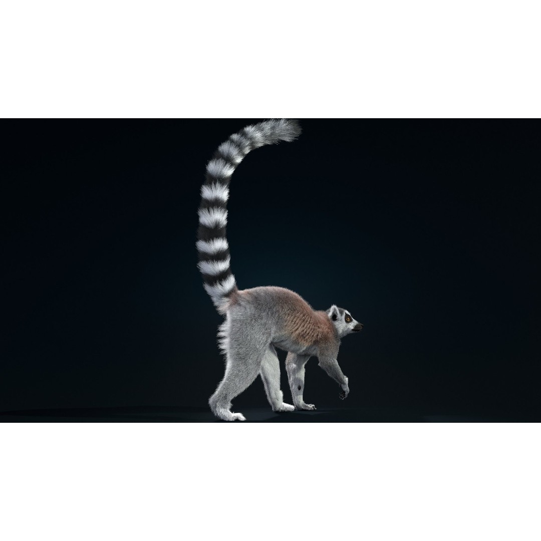 Ring Tailed Lemur 3D Model – Realistic Animated Rigged Character, Blender - View 4