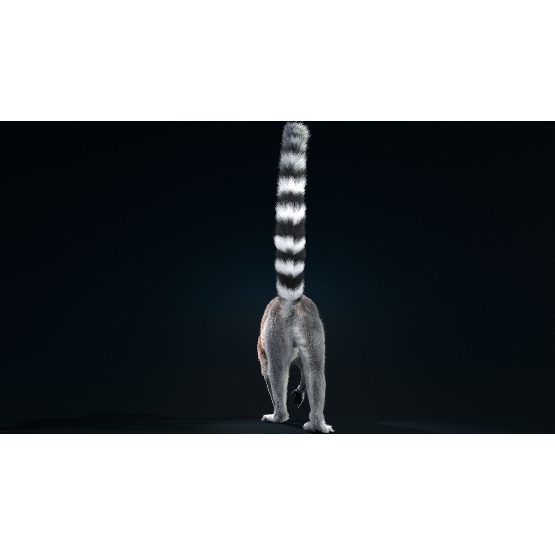 Ring Tailed Lemur 3D Model – Realistic Animated Rigged Character, Blender - View 5