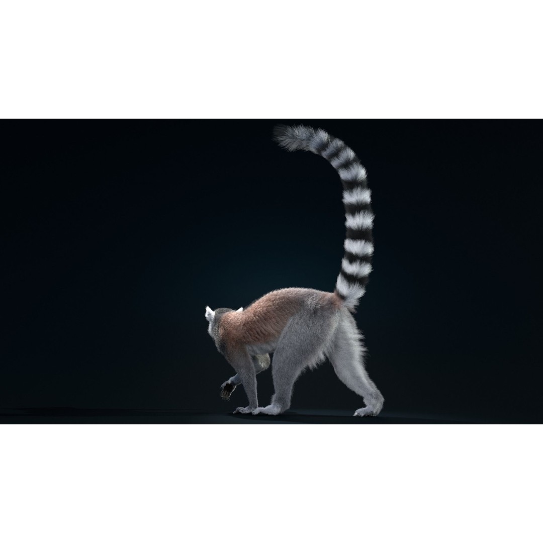 Ring Tailed Lemur 3D Model – Realistic Animated Rigged Character, Blender - View 6