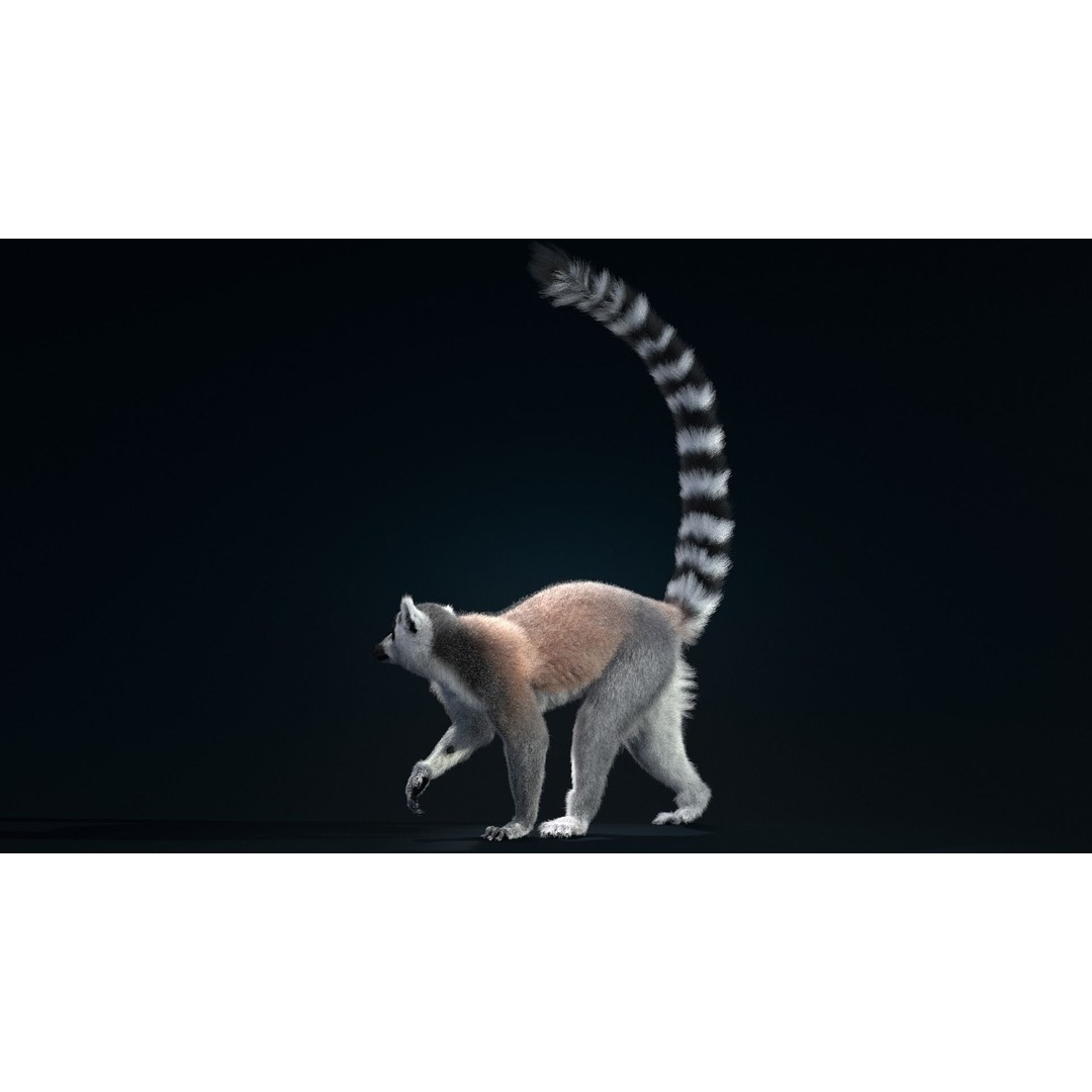 Ring Tailed Lemur 3D Model – Realistic Animated Rigged Character, Blender - View 7