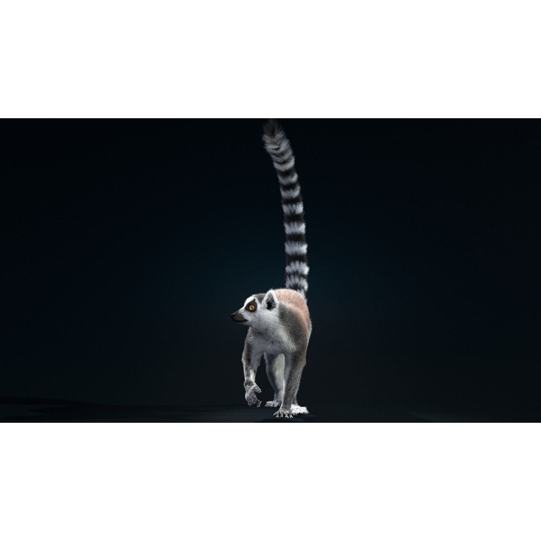 Ring Tailed Lemur 3D Model – Realistic Animated Rigged Character, Blender - View 8