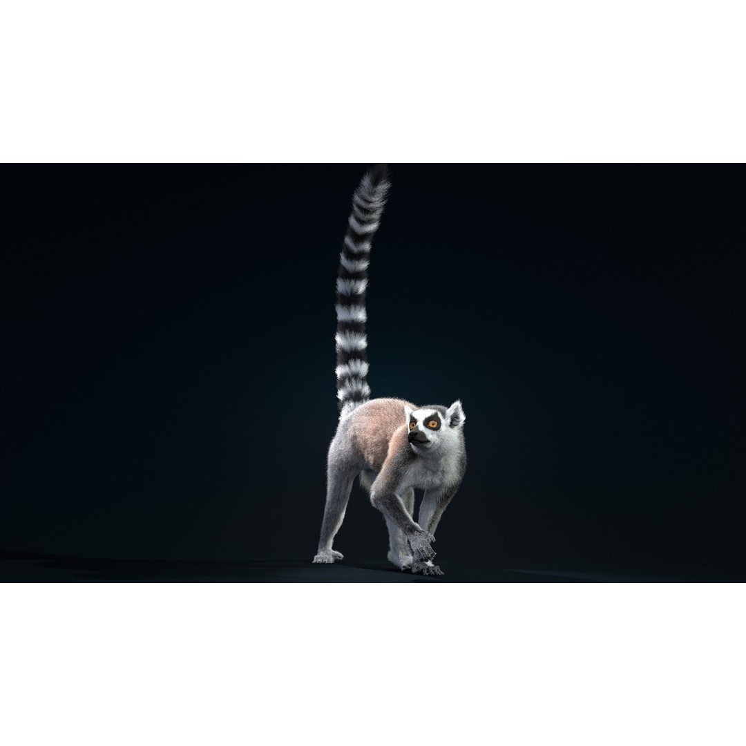 Ring Tailed Lemur 3D Model – Realistic Animated Rigged Character, Blender - View 9