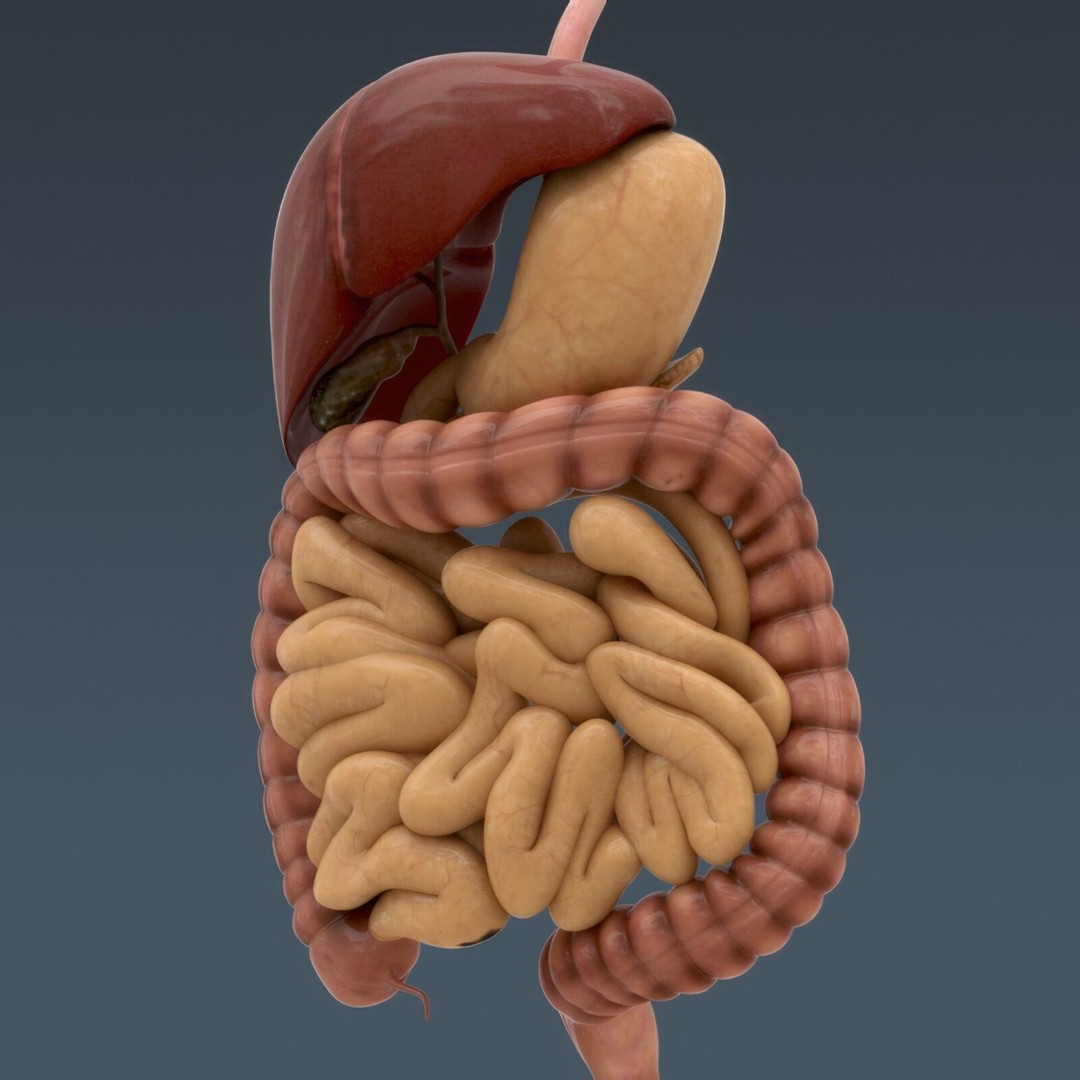 Human Male Anatomy 3D Model – Detailed Anatomical Systems, FBX, OBJ - View 100