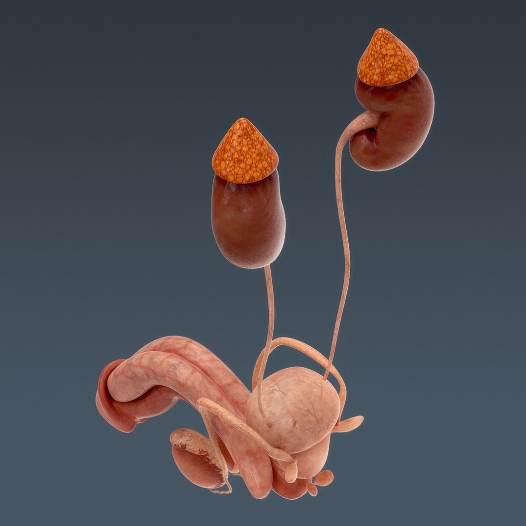 Human Male Anatomy 3D Model – Detailed Anatomical Systems, FBX, OBJ - View 101