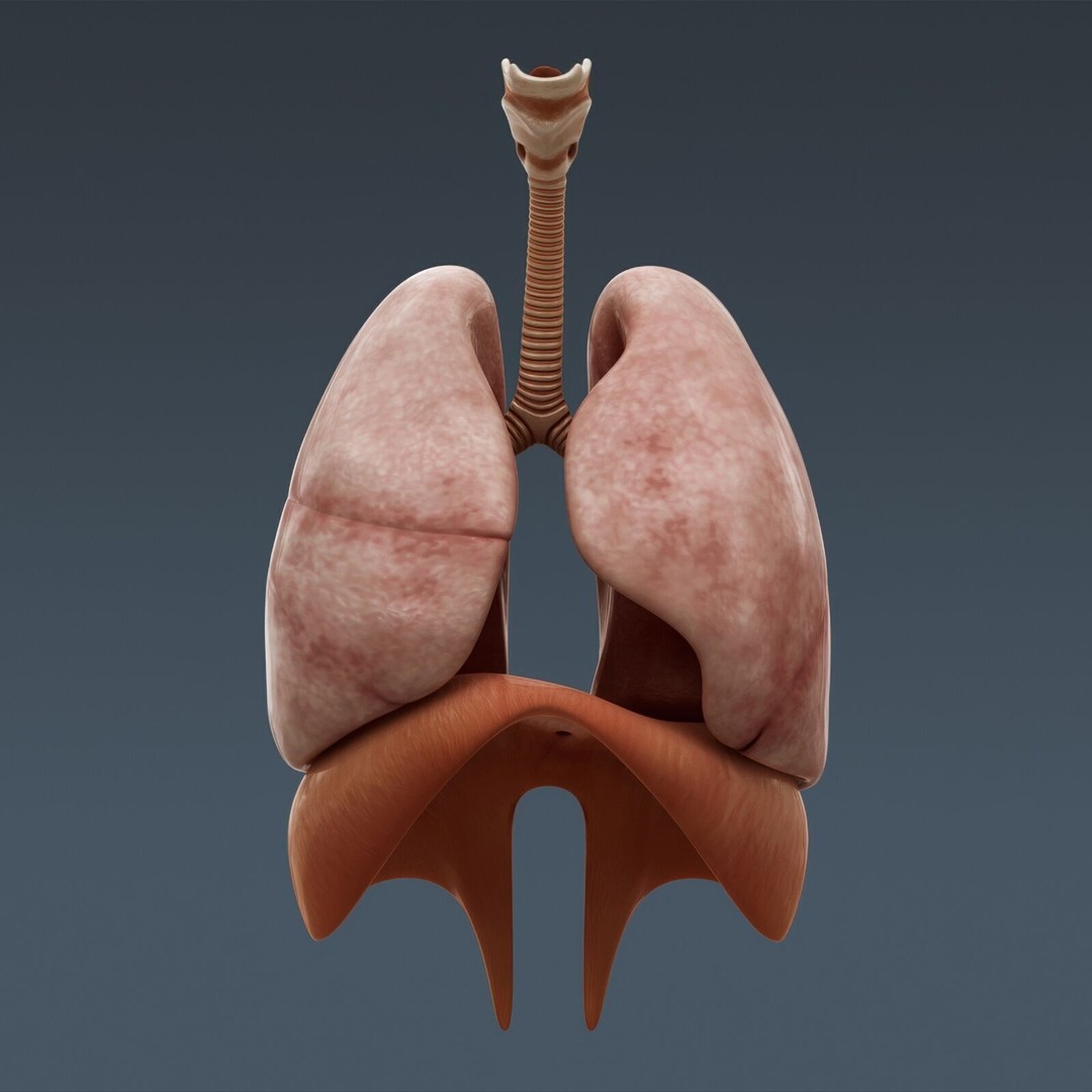 Human Male Anatomy 3D Model – Detailed Anatomical Systems, FBX, OBJ - View 103