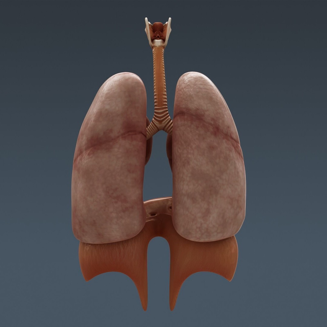 Human Male Anatomy 3D Model – Detailed Anatomical Systems, FBX, OBJ - View 104
