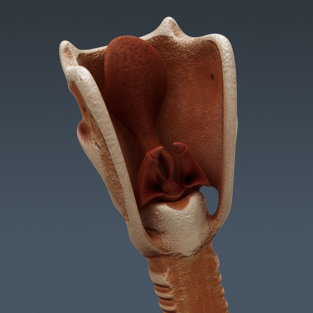 Human Male Anatomy 3D Model – Detailed Anatomical Systems, FBX, OBJ - View 106