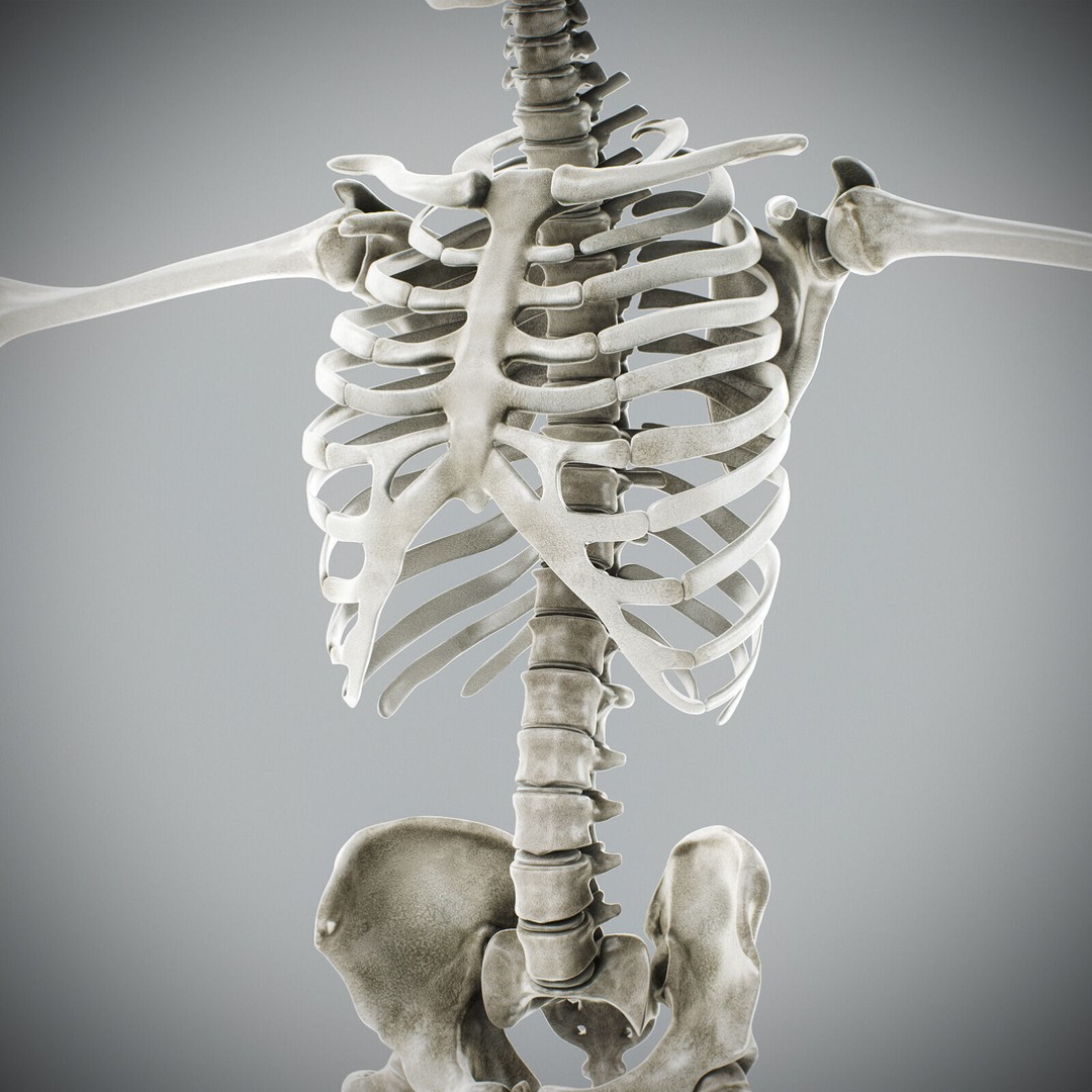 Human Male Anatomy 3D Model – Detailed Anatomical Systems, FBX, OBJ - View 108
