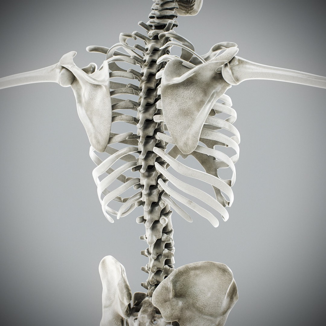 Human Male Anatomy 3D Model – Detailed Anatomical Systems, FBX, OBJ - View 109