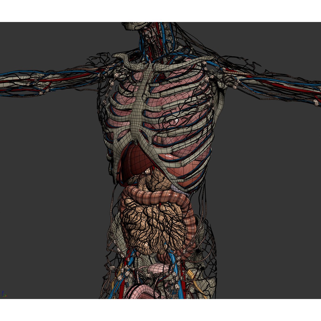 Human Male Anatomy 3D Model – Detailed Anatomical Systems, FBX, OBJ - View 11