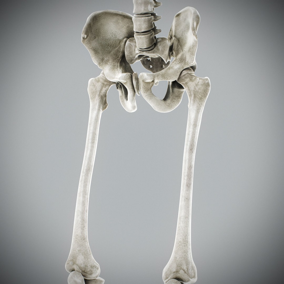Human Male Anatomy 3D Model – Detailed Anatomical Systems, FBX, OBJ - View 110