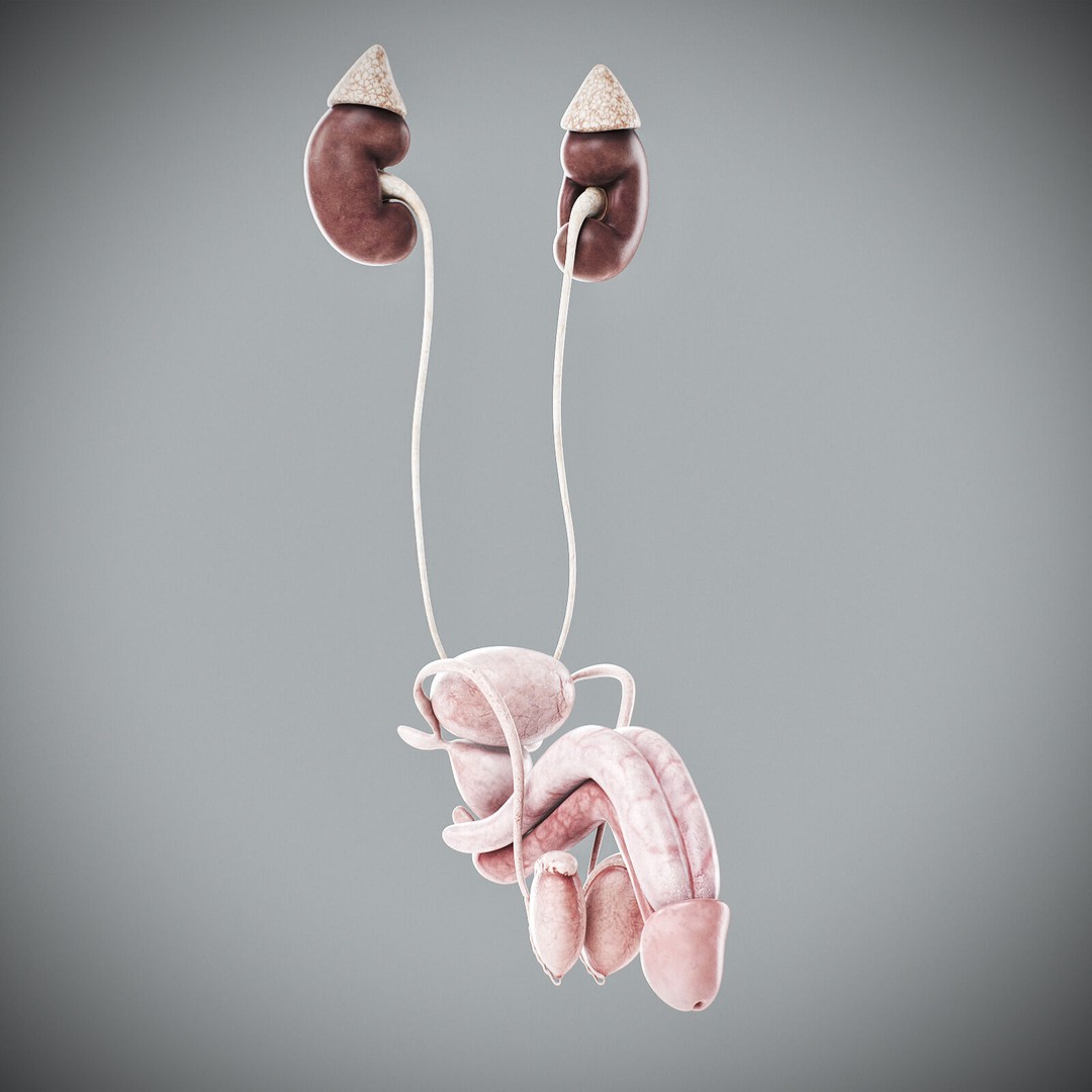 Human Male Anatomy 3D Model – Detailed Anatomical Systems, FBX, OBJ - View 111