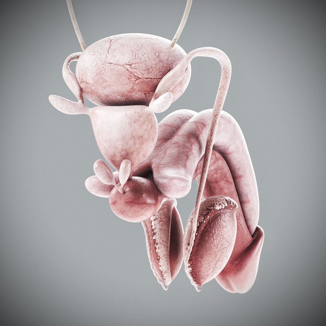 Human Male Anatomy 3D Model – Detailed Anatomical Systems, FBX, OBJ - View 113