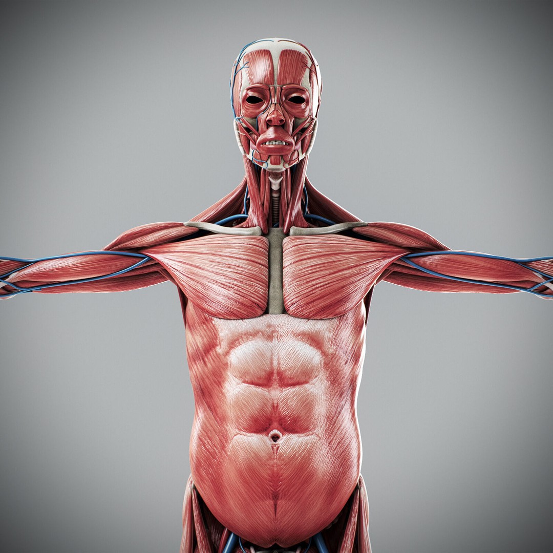 Human Male Anatomy 3D Model – Detailed Anatomical Systems, FBX, OBJ - View 14