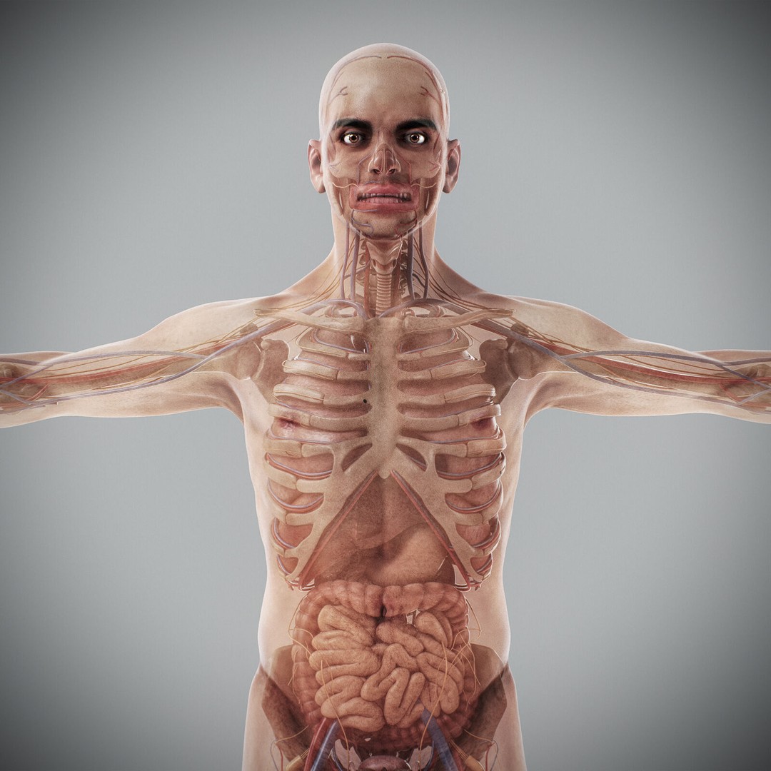 Human Male Anatomy 3D Model – Detailed Anatomical Systems, FBX, OBJ - View 15