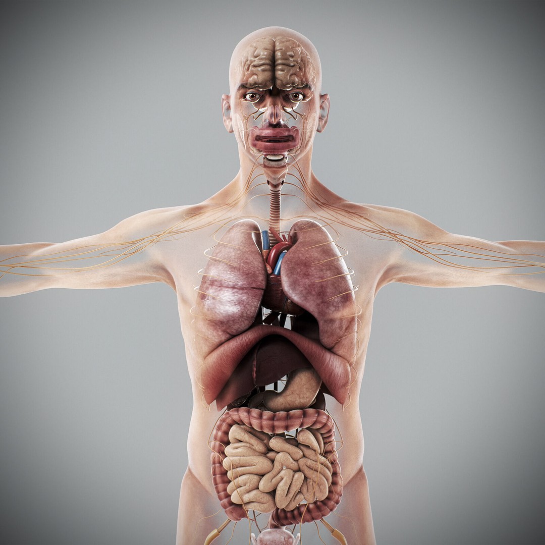 Human Male Anatomy 3D Model – Detailed Anatomical Systems, FBX, OBJ - View 16