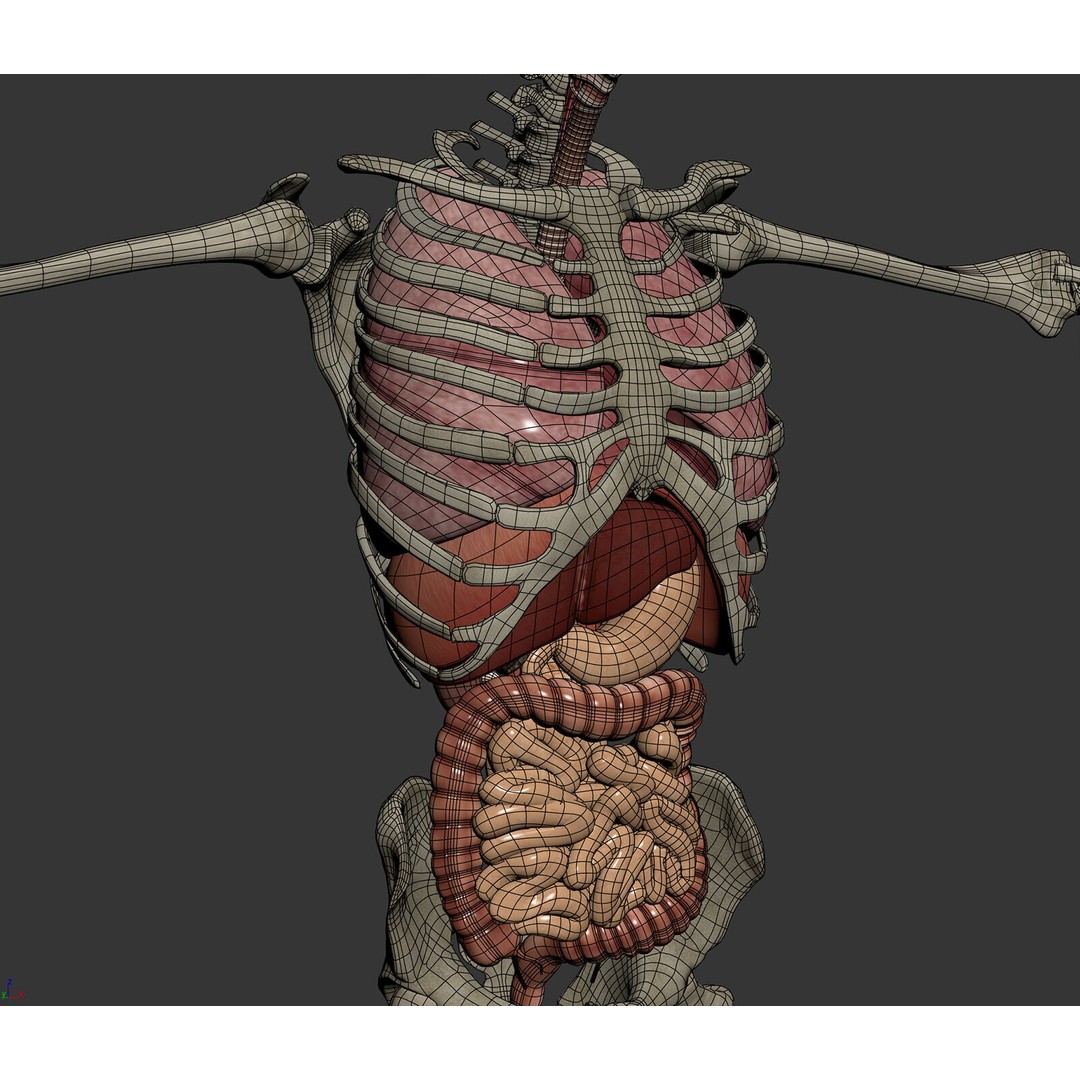 Human Male Anatomy 3D Model – Detailed Anatomical Systems, FBX, OBJ - View 17