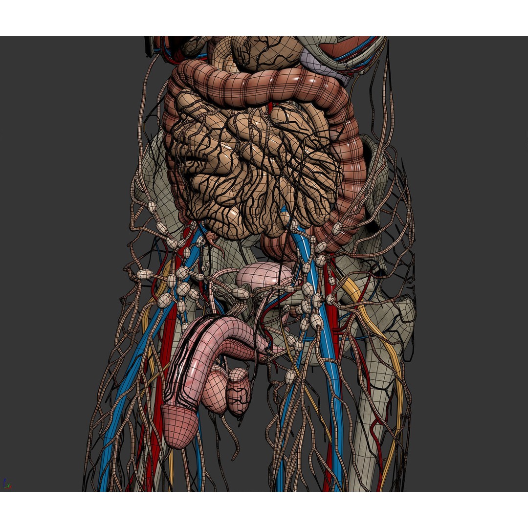 Human Male Anatomy 3D Model – Detailed Anatomical Systems, FBX, OBJ - View 18
