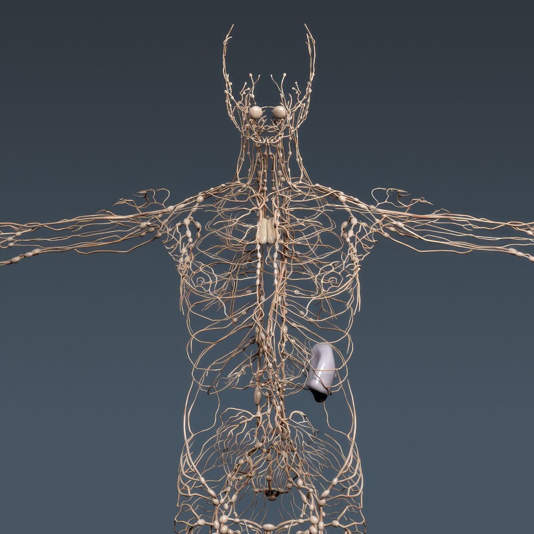 Human Male Anatomy 3D Model – Detailed Anatomical Systems, FBX, OBJ - View 19