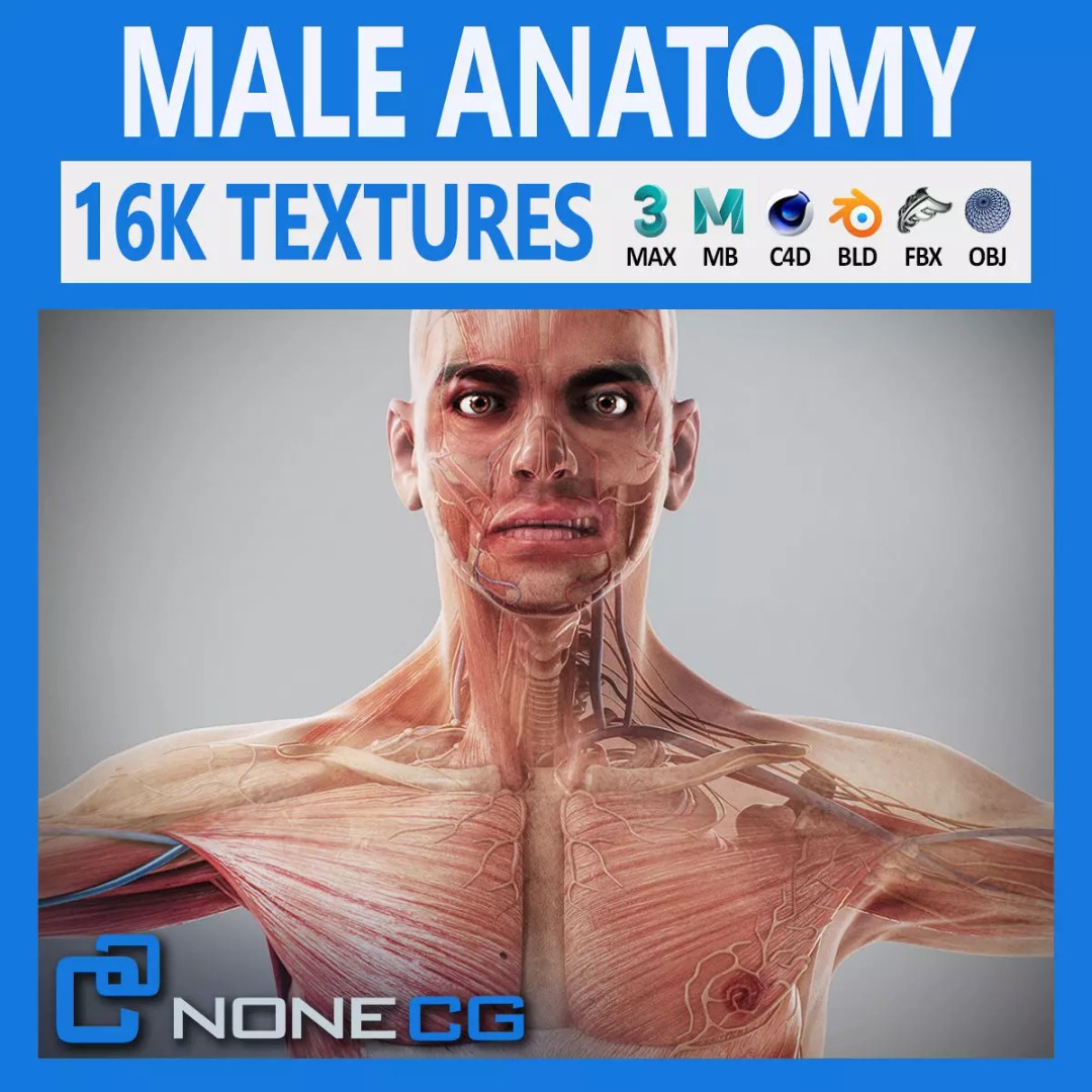 Human Male Anatomy 3D Model – Detailed Anatomical Systems, FBX, OBJ - View 2