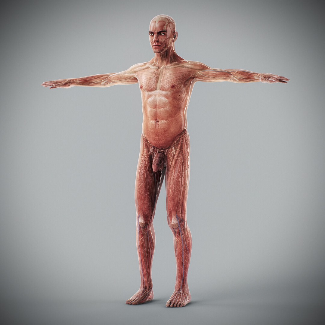 Human Male Anatomy 3D Model – Detailed Anatomical Systems, FBX, OBJ - View 21